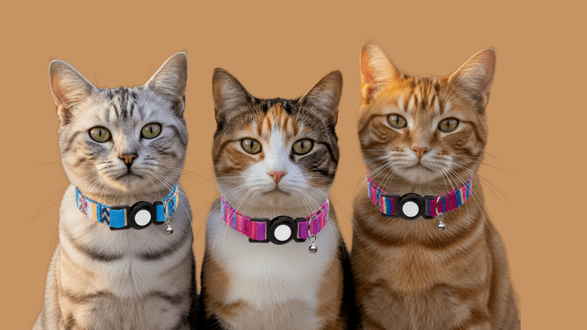Collars & Harnesses